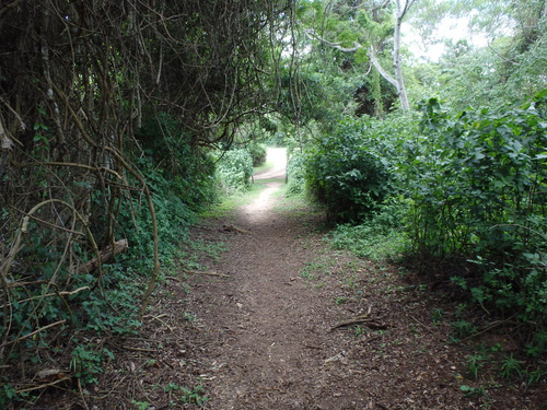 A nice jungle tunnel bike path.